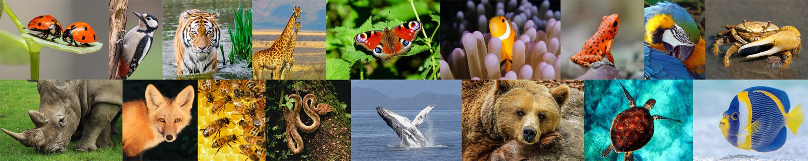 Animals Header