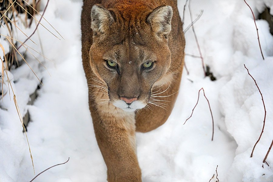 Approaching cougar