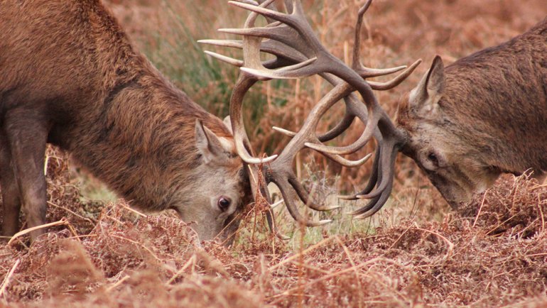 Are Deer Dangerous - Hero