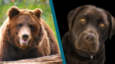 Are bears related to dogs - Hero