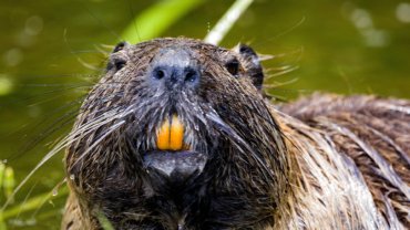 Are beavers dangerous - Hero