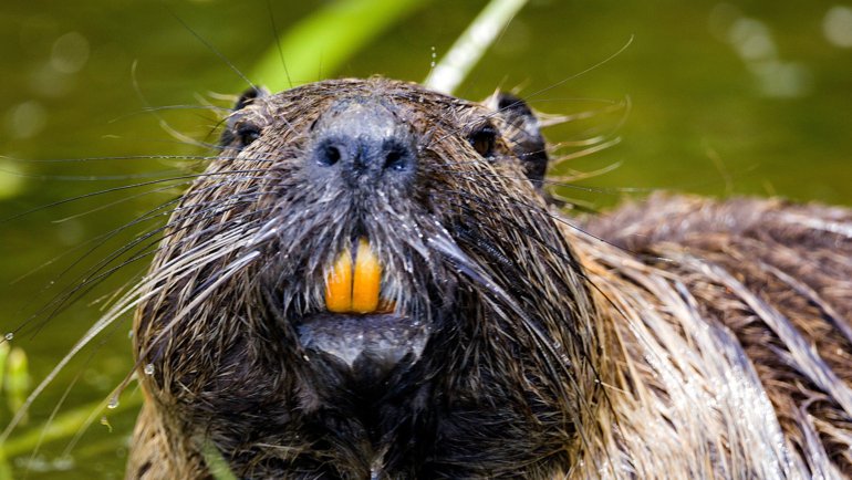 Are beavers dangerous - Hero