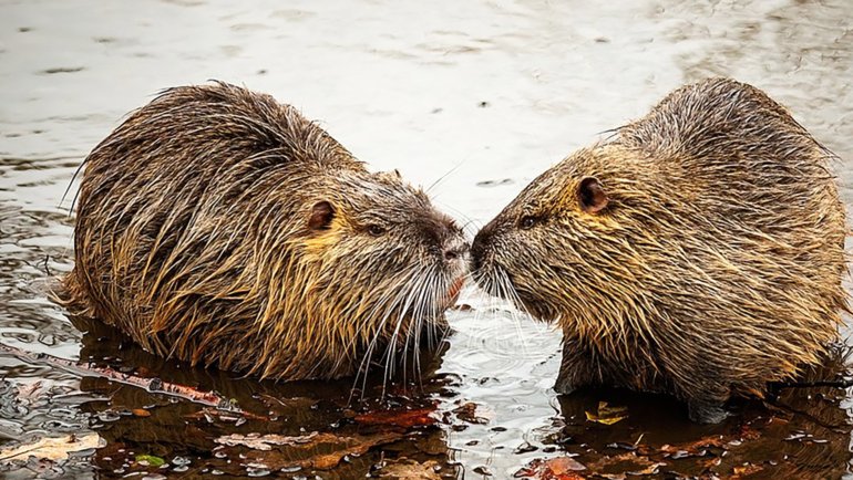 Are beavers friendly - Hero