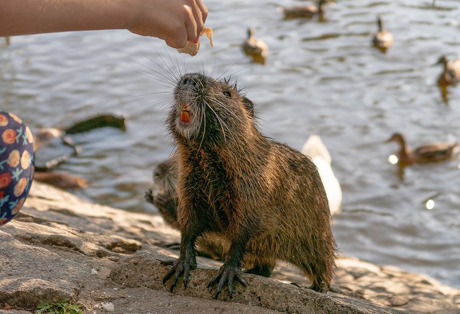 Are beavers friendly - with human