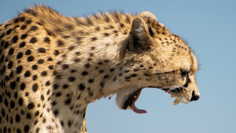 Are cheetahs Dangerous - Hero