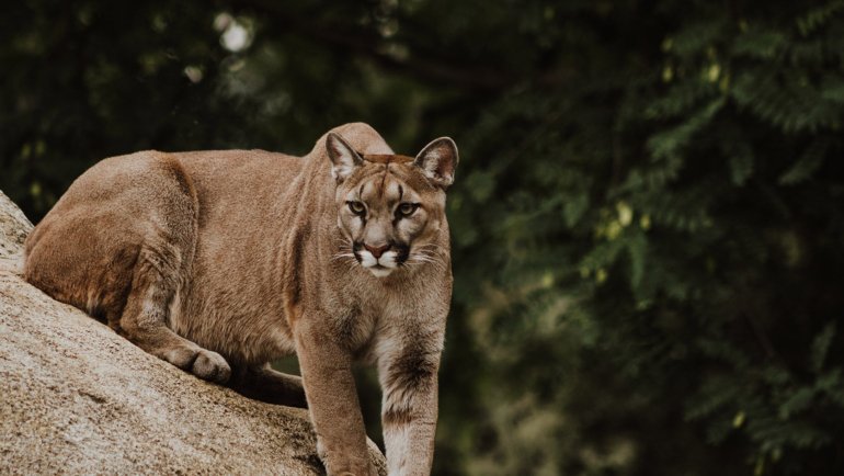 Are cougars dangerous - Hero