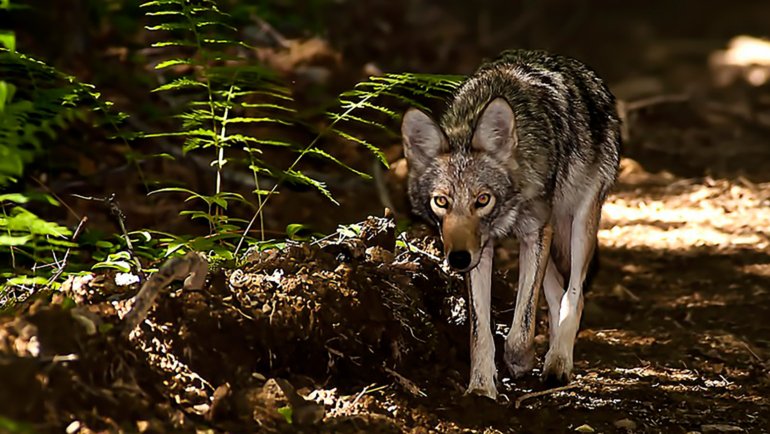 Are coyotes dangerous - Hero