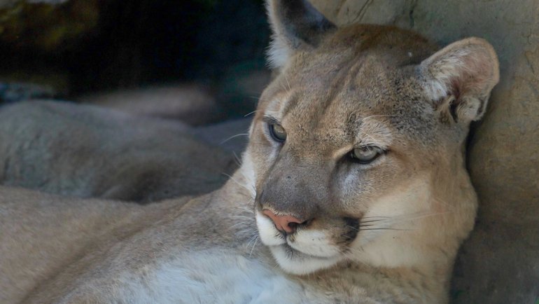 Are mountain lions friendly - Hero