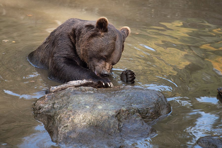 Bear eating