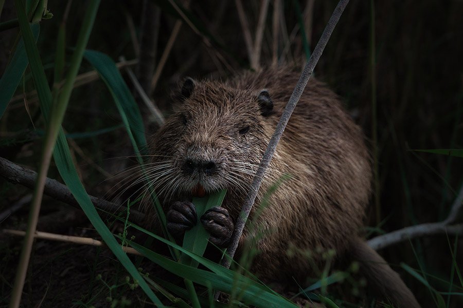 Beaver eating grass