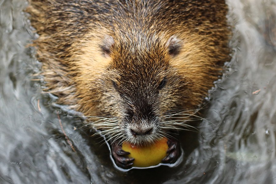 Beaver eating