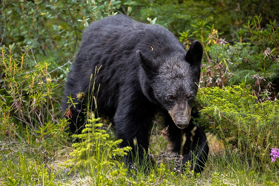 Beaver predators - Black bear