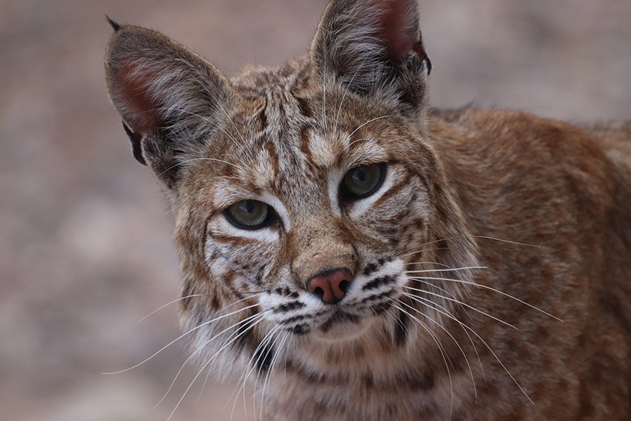 Beaver predators - Bobcat