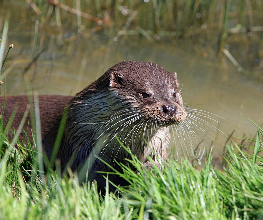 Beaver predators - Otter