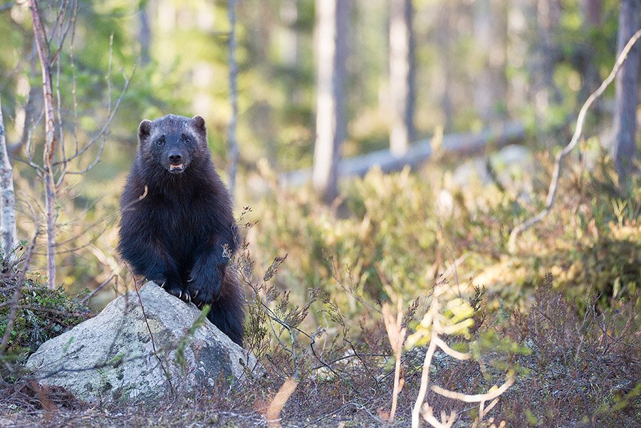 Beaver predators - Wolverine