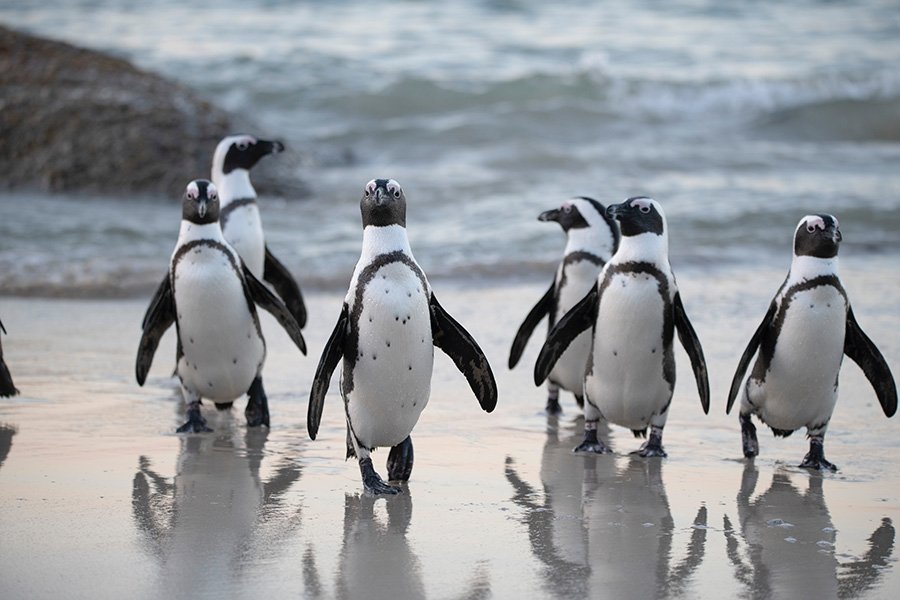 Penguins on the beach