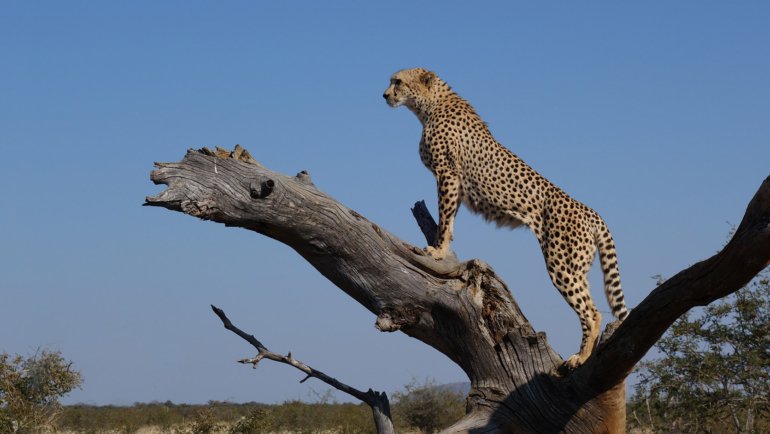 Can Cheetahs Climb Trees - Hero