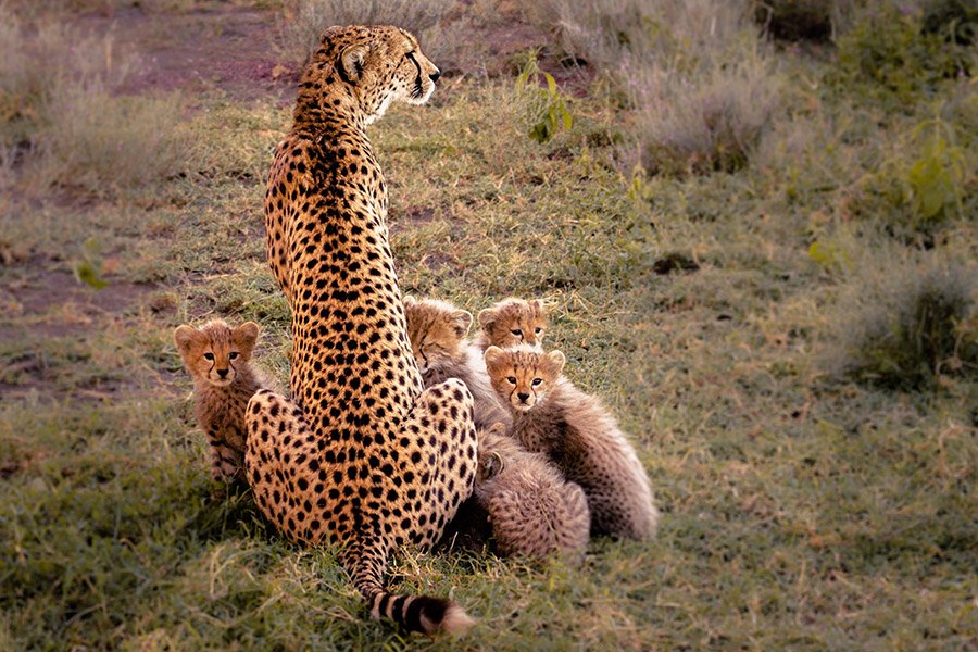 Cheetah and cubs