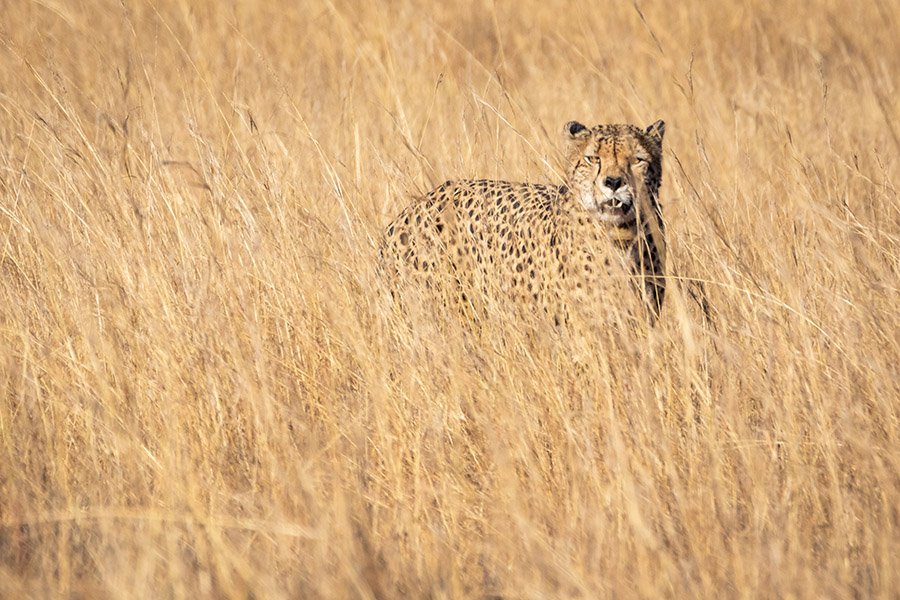 Cheetah camouflage