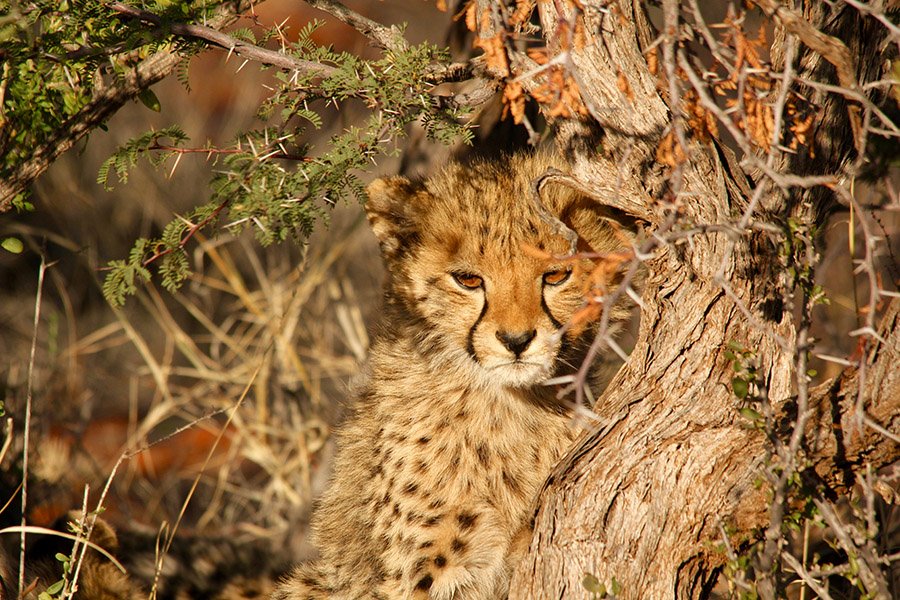 Cheetah cub