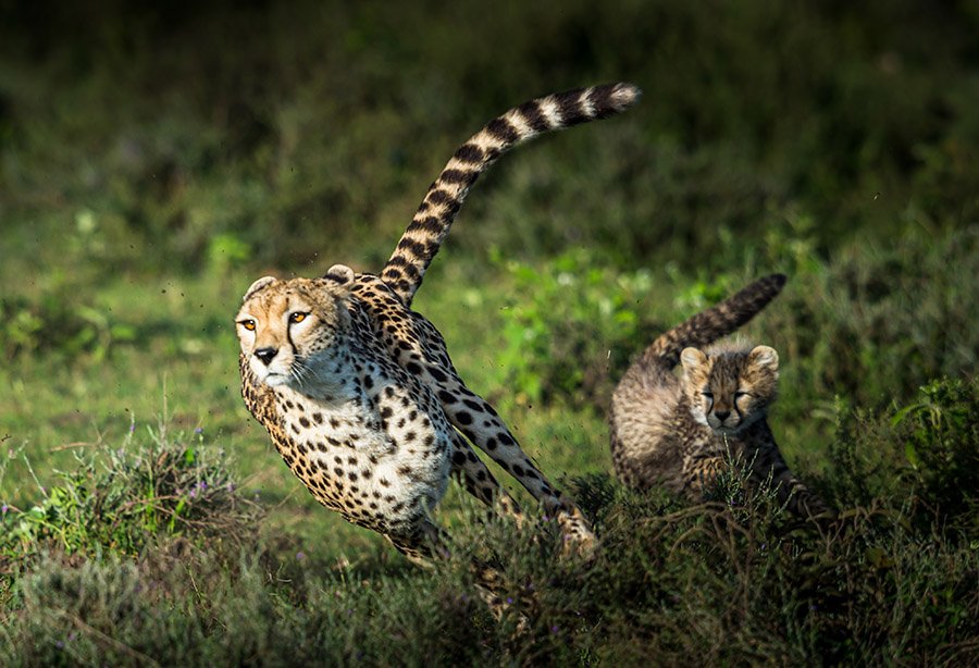 Cheetah running