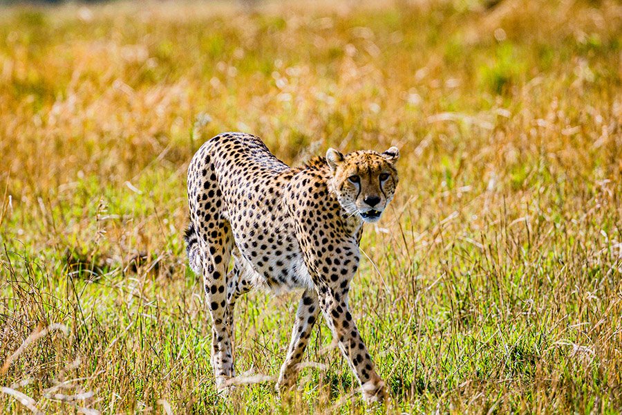 Cheetah walking in grass