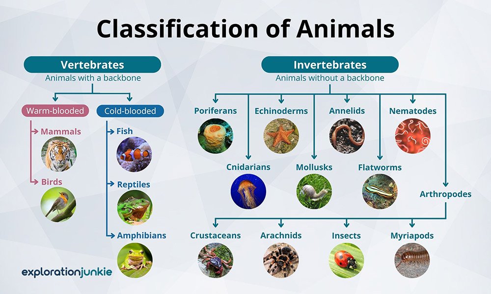 Classification of Animals EJ