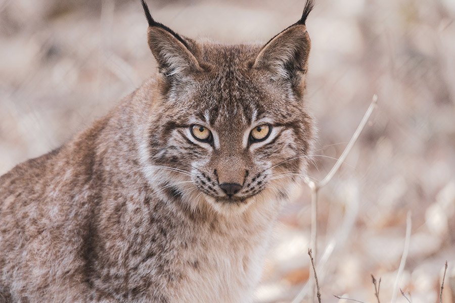 Cougar predators - Bobcats