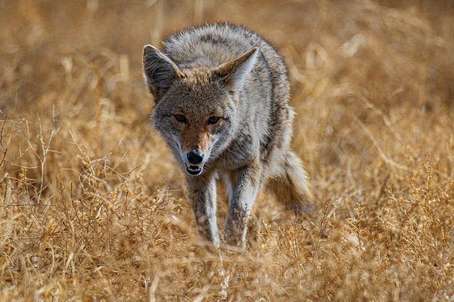 Cougar predators - Coyotes