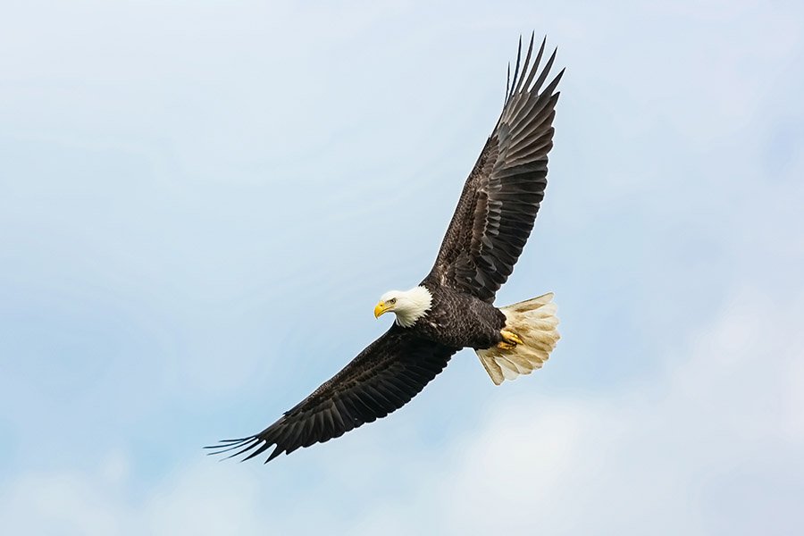 Cougar predators - Eagles