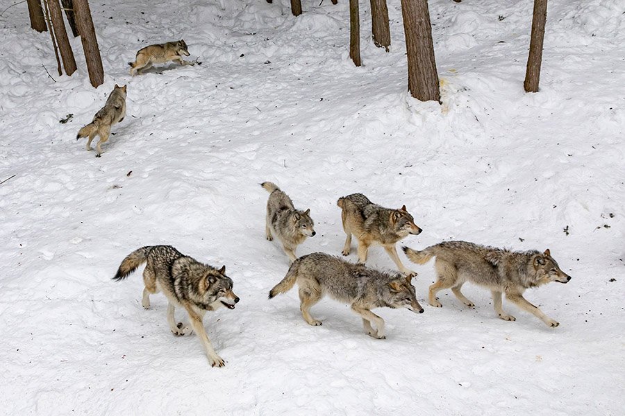 Cougar predators - Wolves