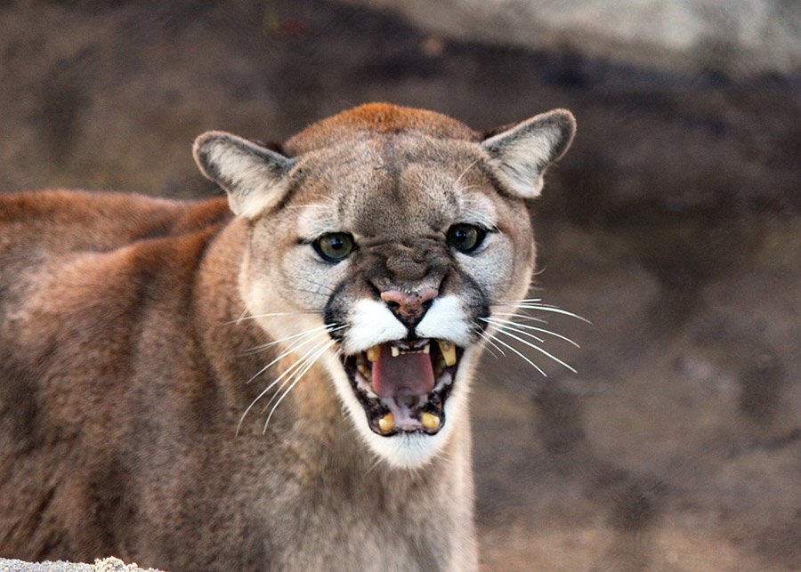 Cougar showing teeth