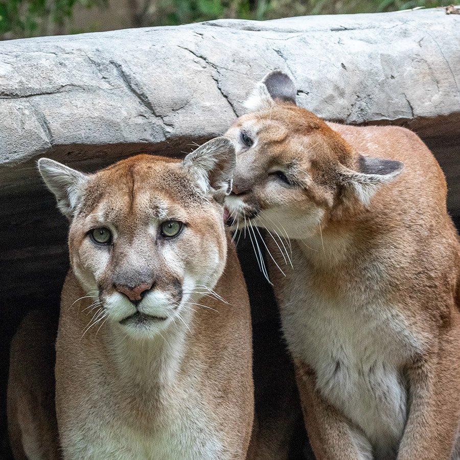 Cougars showing affection