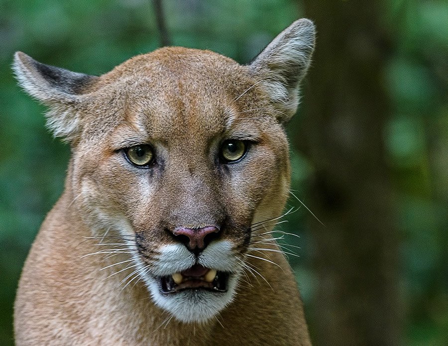 Fierce mountain lion portrait