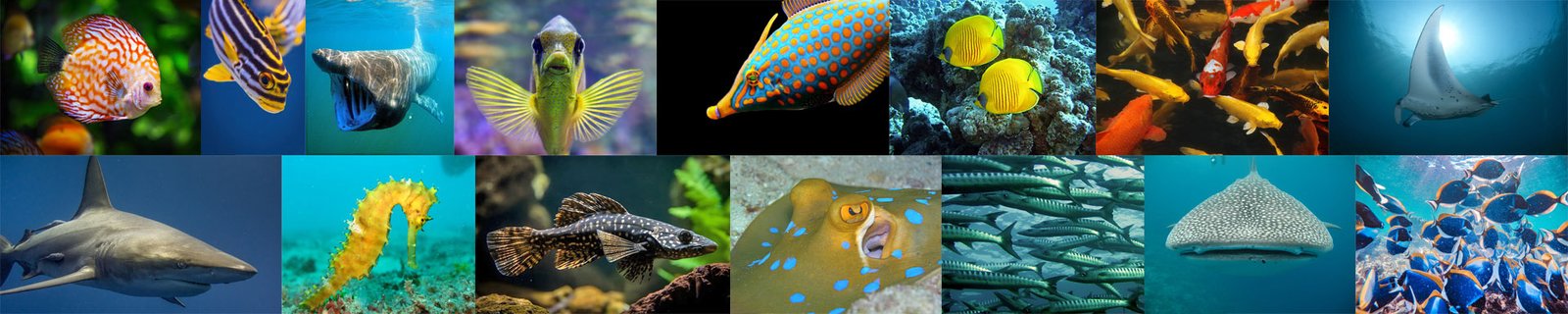 Fish Header