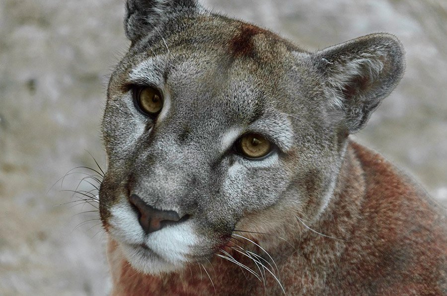 Friendly cougar face