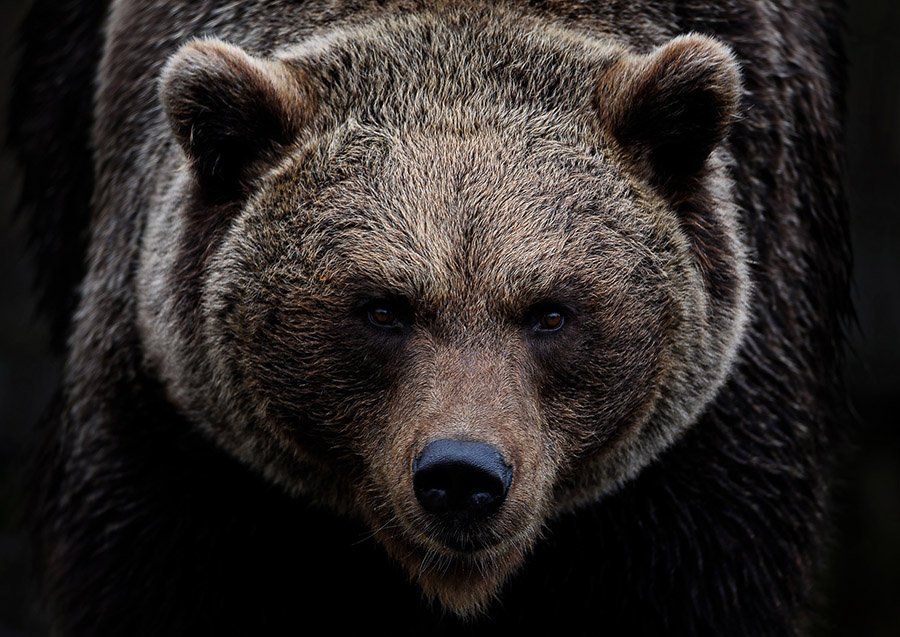 Grizzly bear portrait