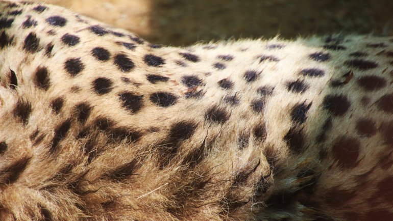 How Many Spots Does A Cheetah Have - Hero