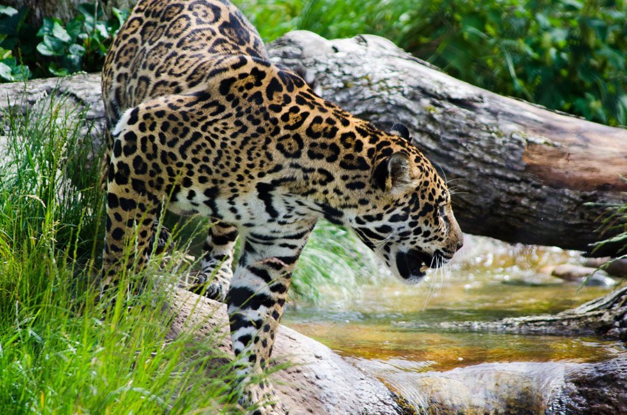 Jaguar and river