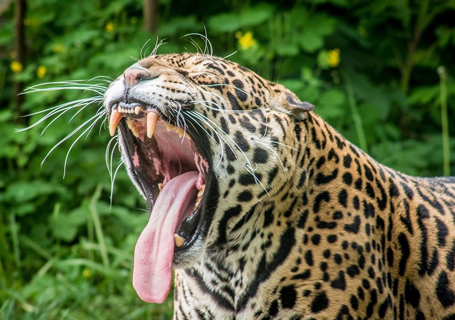 Jaguar showing teeth