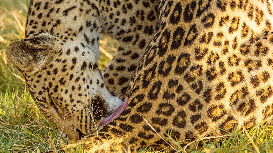 Leopard spots rosettes