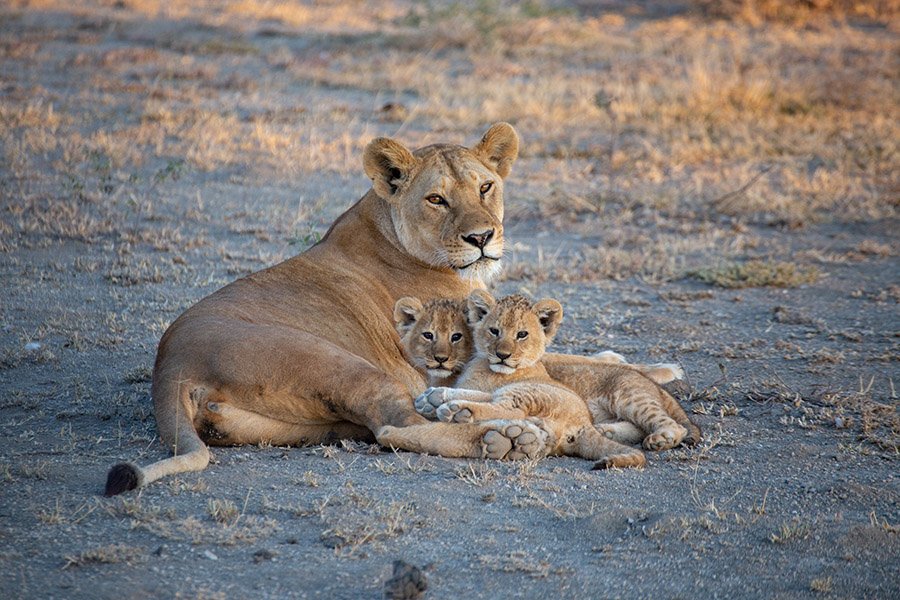 Lioness and two cubs