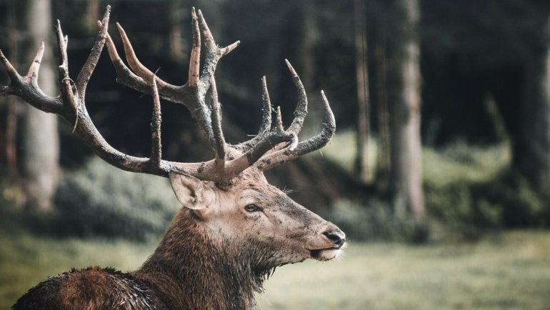 Male deer names - Hero