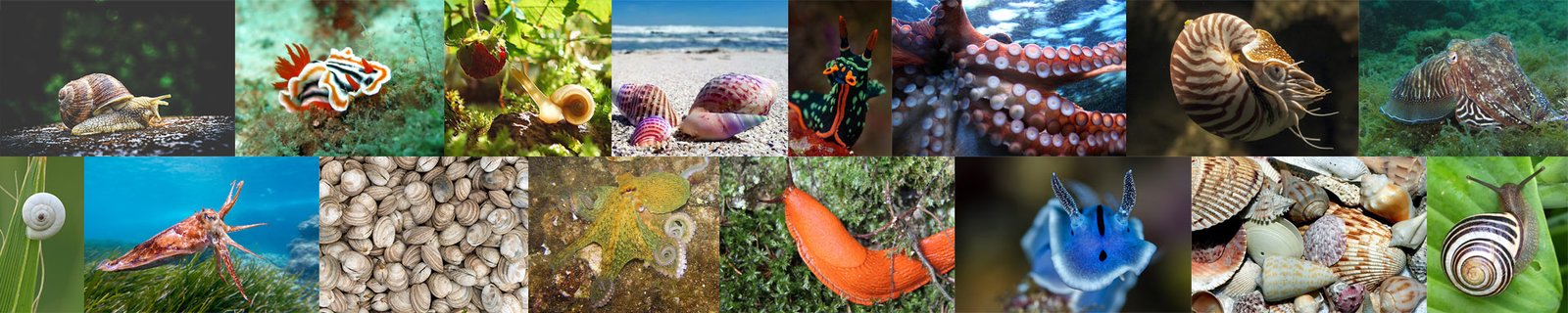 Mollusks Header