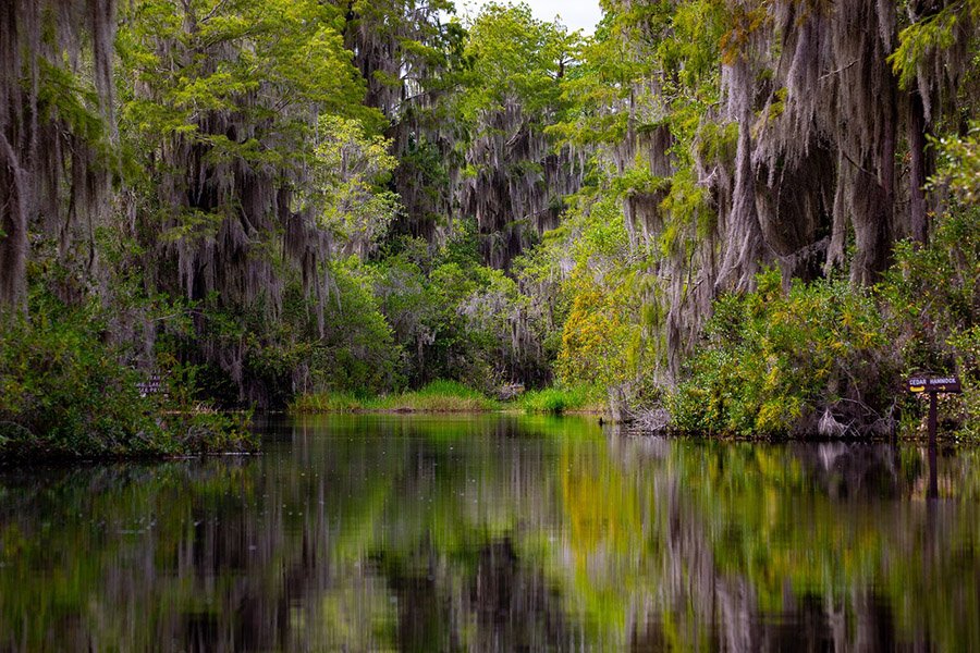 Okefenokee Swamp