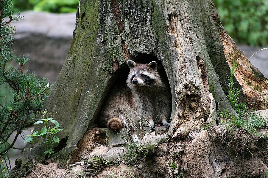 Raccoon in tree hole