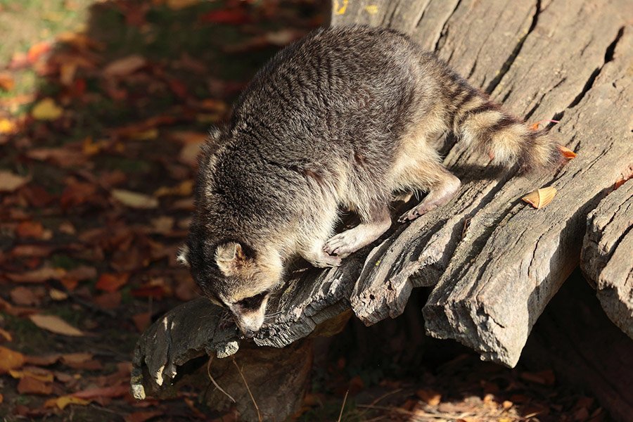 Raccoon looking for shelter