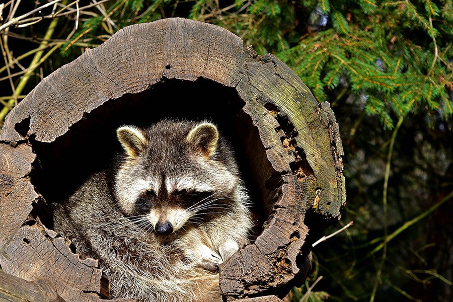 Raccoon sleeping in tree hole