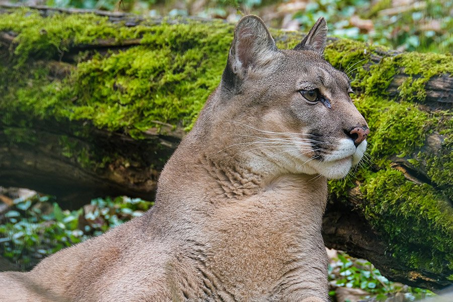 Relaxed cougar