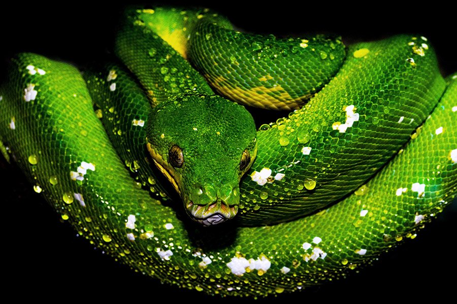 Reptiles-Green-Tree-Python